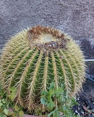 Pianta grassa