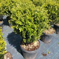 Buxus a palla
