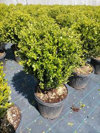 Buxus a palla
