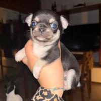 Chiwuwua