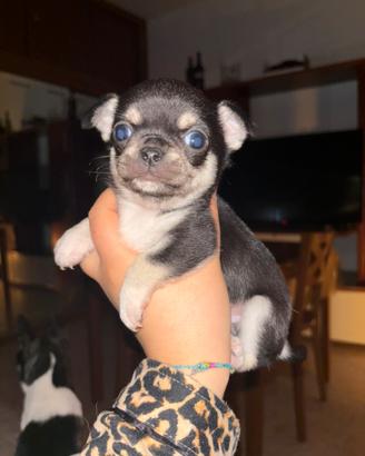Chiwuwua