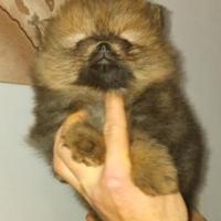 Cucciola Pomerania nano