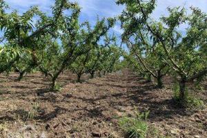 Terreno di 6000 m² a Mondragone