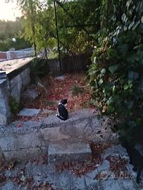 Gattini