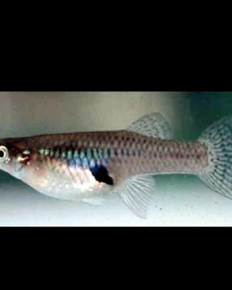 Pesci gambusia