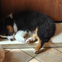 Cuccioli disponibili australian Shepherd