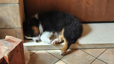 Cuccioli disponibili australian Shepherd