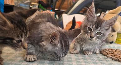 Maine coon
