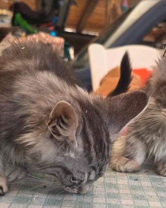 Maine coon