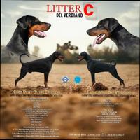 Cuccioli dobermann con pedigree