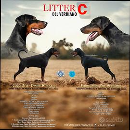 Cuccioli dobermann con pedigree