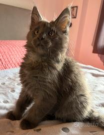 Maine coon