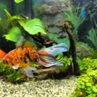 Oranda