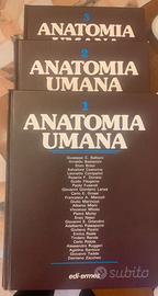 anatomia umana