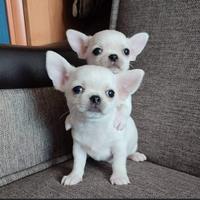 Chihuahua toy