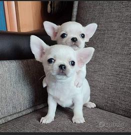 Chihuahua toy