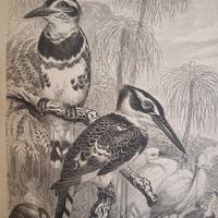 libro antico illustrato sugli uccelli 