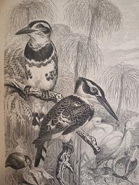 libro antico illustrato sugli uccelli 