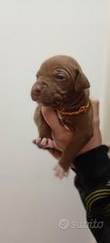 Cuccioli american Pitbull terrier