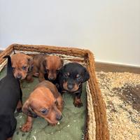 Cucciolo bassotto nero focato