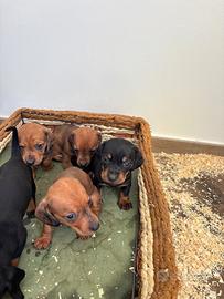 Cucciolo bassotto nero focato