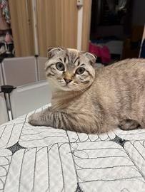 Gattina scottish fold