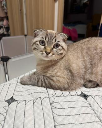 Gattina scottish fold