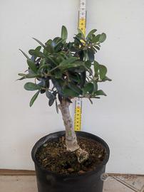 Ulivo prebonsai U2