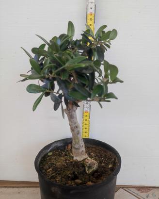 Ulivo prebonsai U2