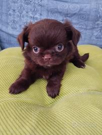 chihuahua 