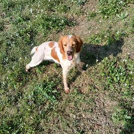 Breton femmina da tartufi