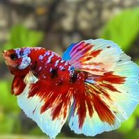 Betta Barongsai HM