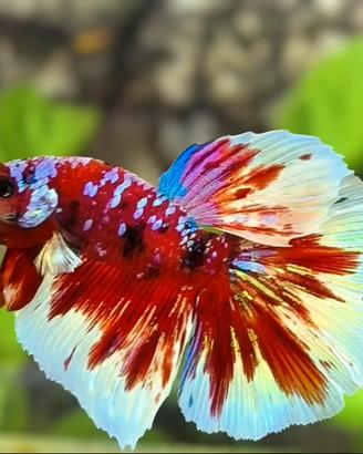 Betta Barongsai HM