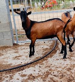 Becco Camosciato delle Alpi