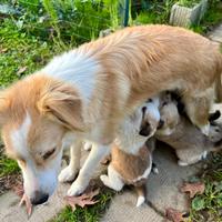 Cuccioli Pastori Australiani