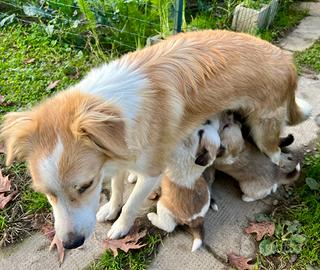 4 Cuccioli di Pastori Australiani