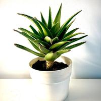 Aloe in vaso cm. 24