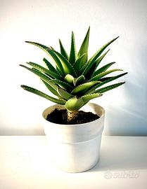 Aloe in vaso cm. 24