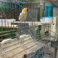 Cardellino whait coop 2025