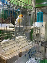 Cardellino whait coop 2025