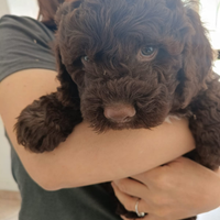 Cucciolo di Lagotto Romagnolo