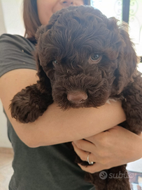Cucciolo di Lagotto Romagnolo