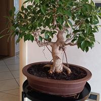 Bonsai Ficus