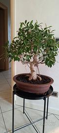 Bonsai Ficus