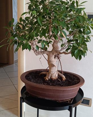 Bonsai Ficus