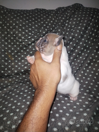 Bulldog francese