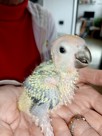 Conuri Del Sole Baby