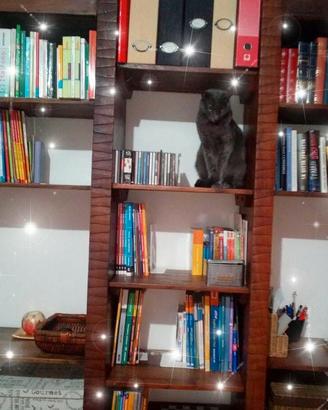 Libreria Palissandro Indiano Massello 251x219 cm