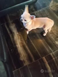 Zse chihuahua mini Toy