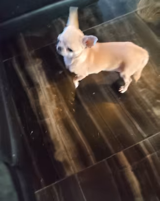 Zse chihuahua mini Toy